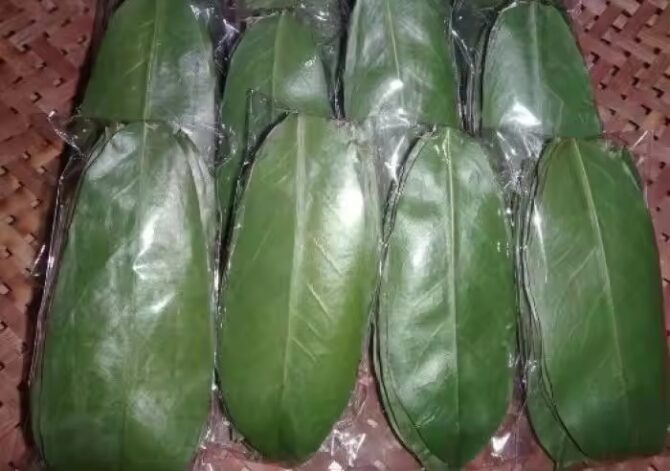 Soursop Leaves Tea Natural Herbal Tea Made in Ceylon – Pack of 100 Leaves