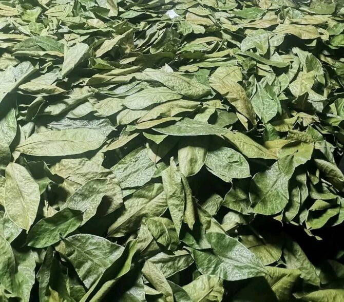 Soursop Leaves Tea Natural Herbal Tea Made in Ceylon – Pack of 100 Leaves